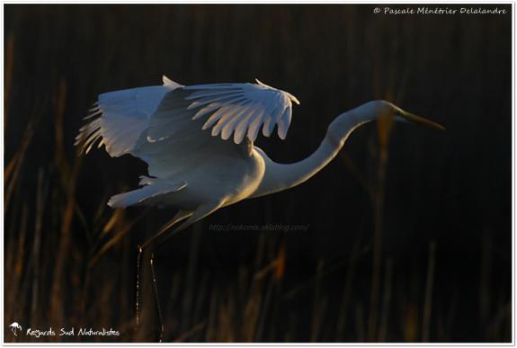 Grande aigrette dans la roselière