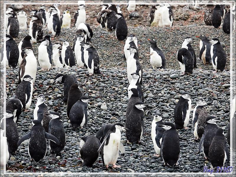 La faune de Cooper Bay : Manchots à jugulaire et papous, Éléphants de mer, Otaries, Pétrels, Labbes, Chionis blancs ... - Géorgie du Sud