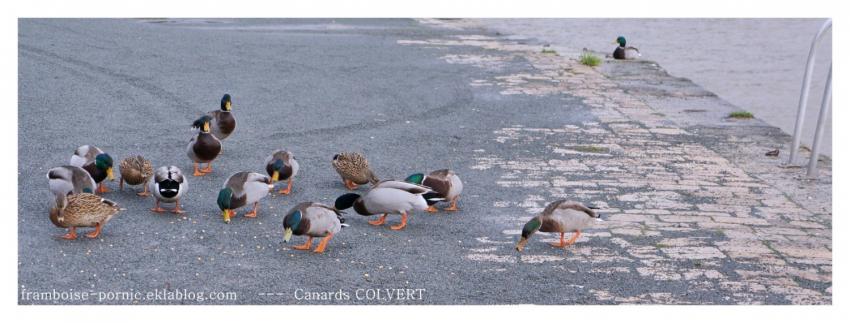 Canards COLVERT