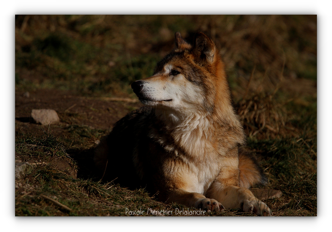 Loups de Sibérie