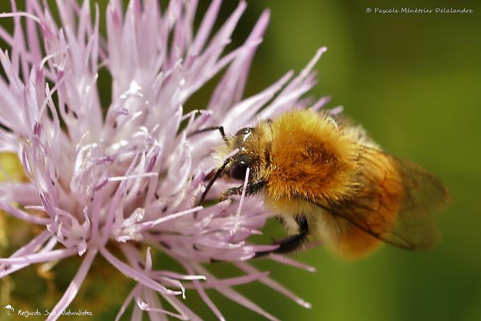 Bourdon des champs - Bombus pascuorum