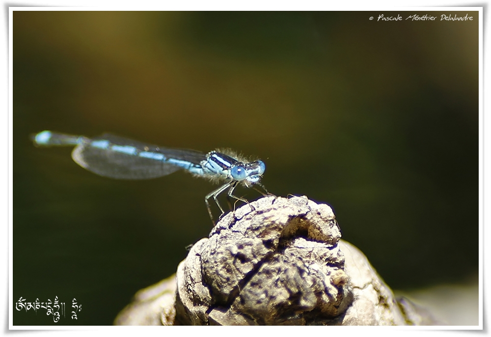 Agrion mignon ♂ (Coenagrion scitulum)