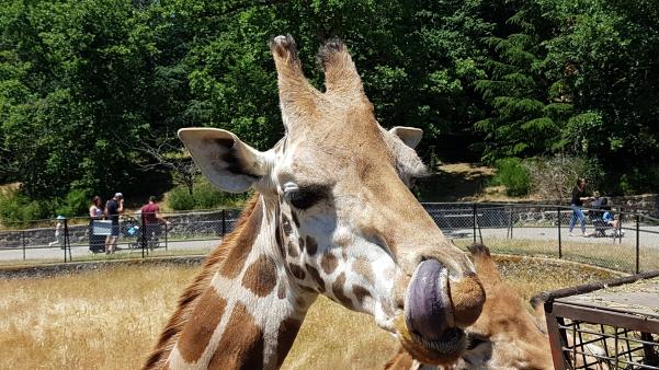    nos amis les animaux    :     Anne L 