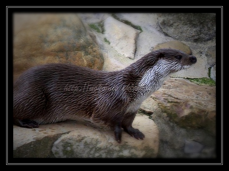 La loutre... curieuse. 