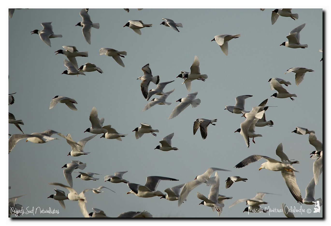 Mouettes mélanocéphales, Mouettes rieuses et Goélands Leucophées