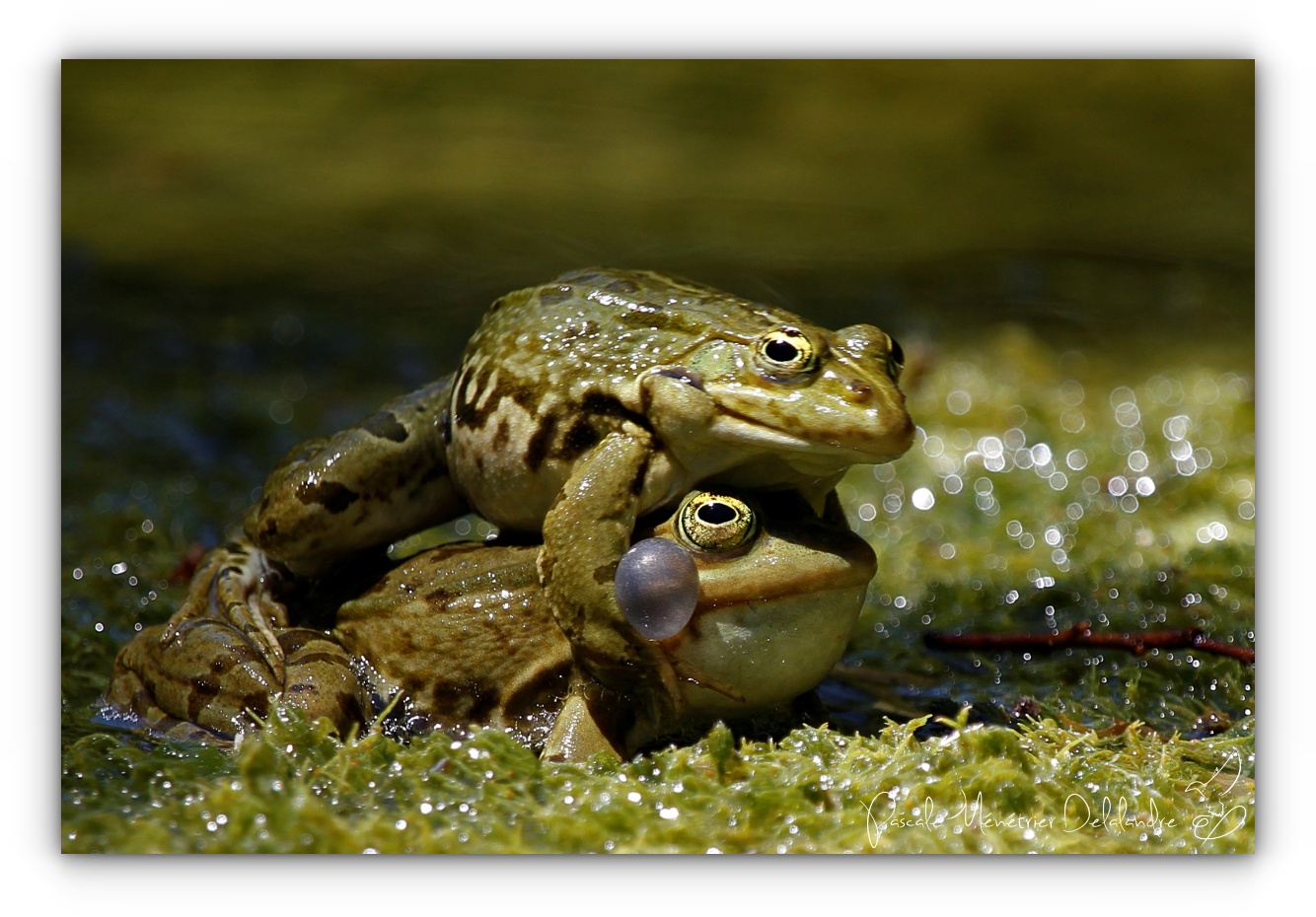 Les rieuses des mares...