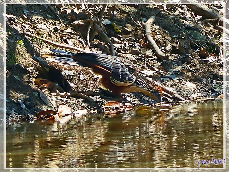 Petite soif pour le Hoatzin huppé (Opisthocomus hoazin) - Inkaterra Hacienda Concepcion - Puerto Maldonado - Pérou