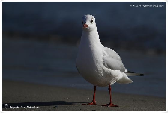 Mouette rieuse