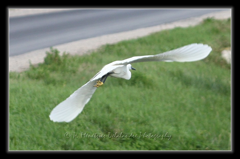 Envol d'une aigrette garzette...
