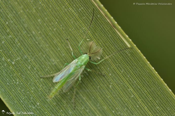 Chironome ♂ (Chironomus) - Diptère nématocère