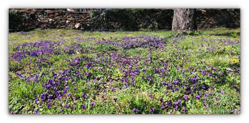 Tapis de Violettes
