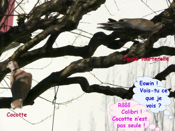 Cocotte, tourterelle rieuse (2)