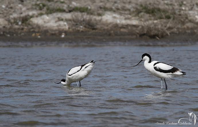Avocette élégante