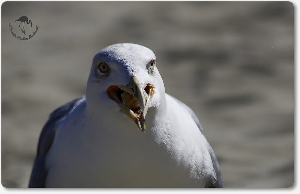 Portrait de Goéland Leucophée bien gourmand !
