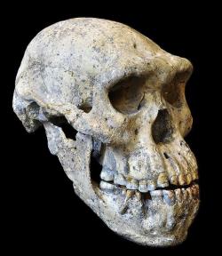 4 - Premières sorties d'Afrique