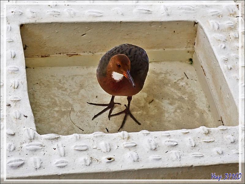 03/11/2019 : la plongée consistant en des épreuves d'orientation sous-marine avec compas, pas de photos - Râle de Cuvier, White-throated Rail (Dryolimnas cuvieri) - Tsarabanjina - Mitsio - Madagascar