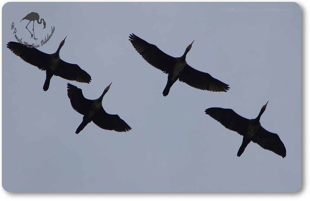 Vols de Grands Cormorans...