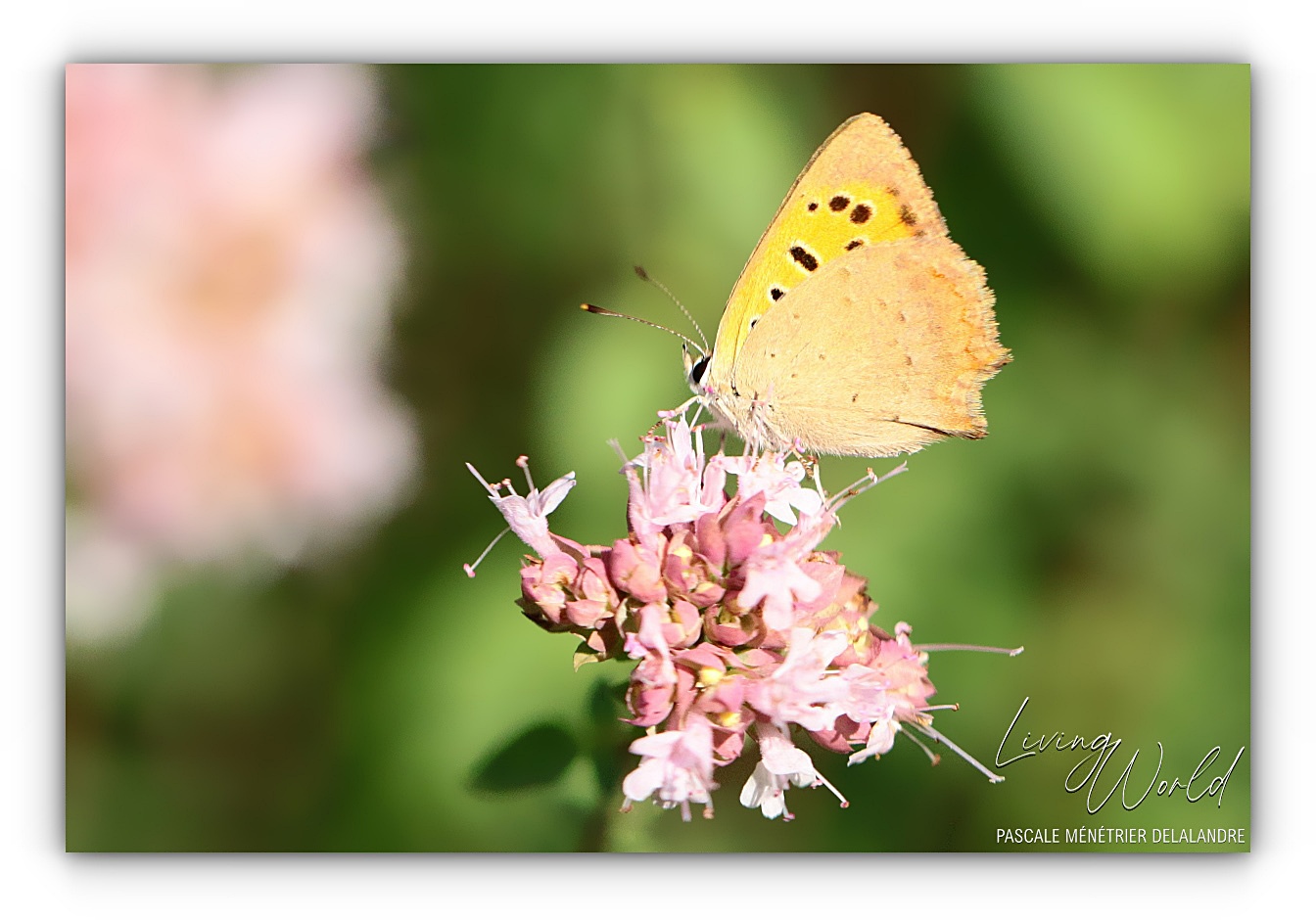 Quelques Papillons... (4/4)