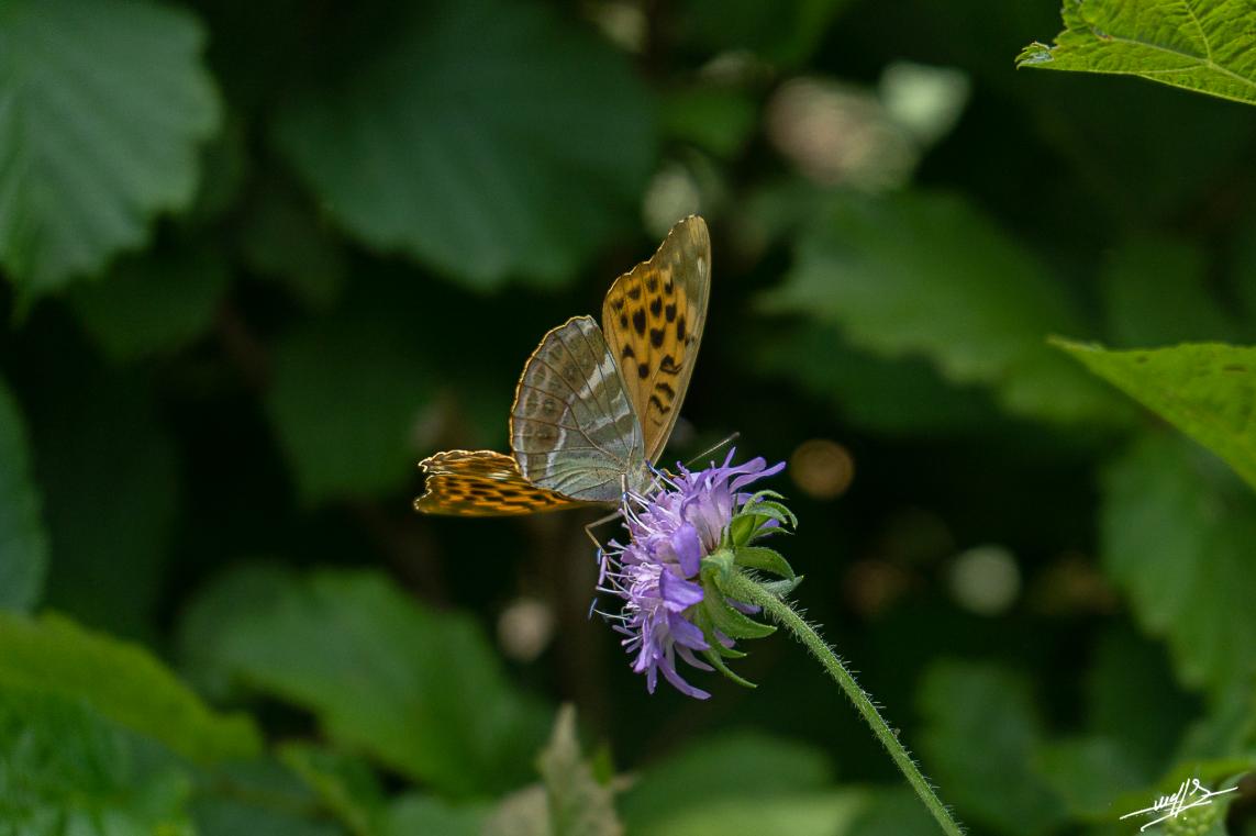 Le  lac d'Etival estival  : Papillonnages