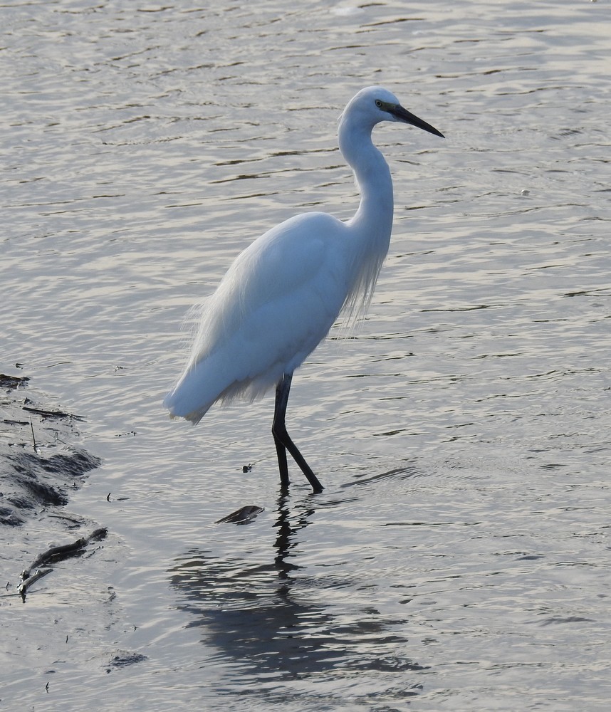 L'aigrette garzette - octobre 2019...