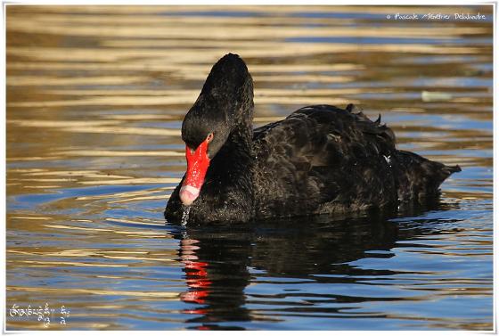 Cygne noir