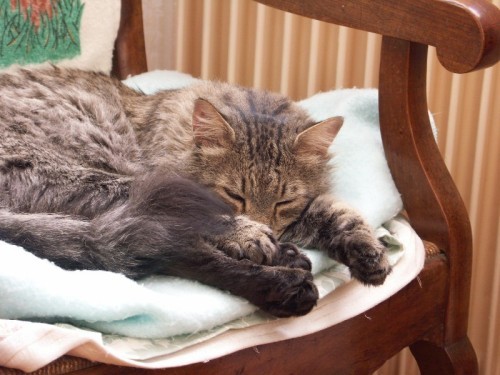 Colibri dort dans le fauteuil