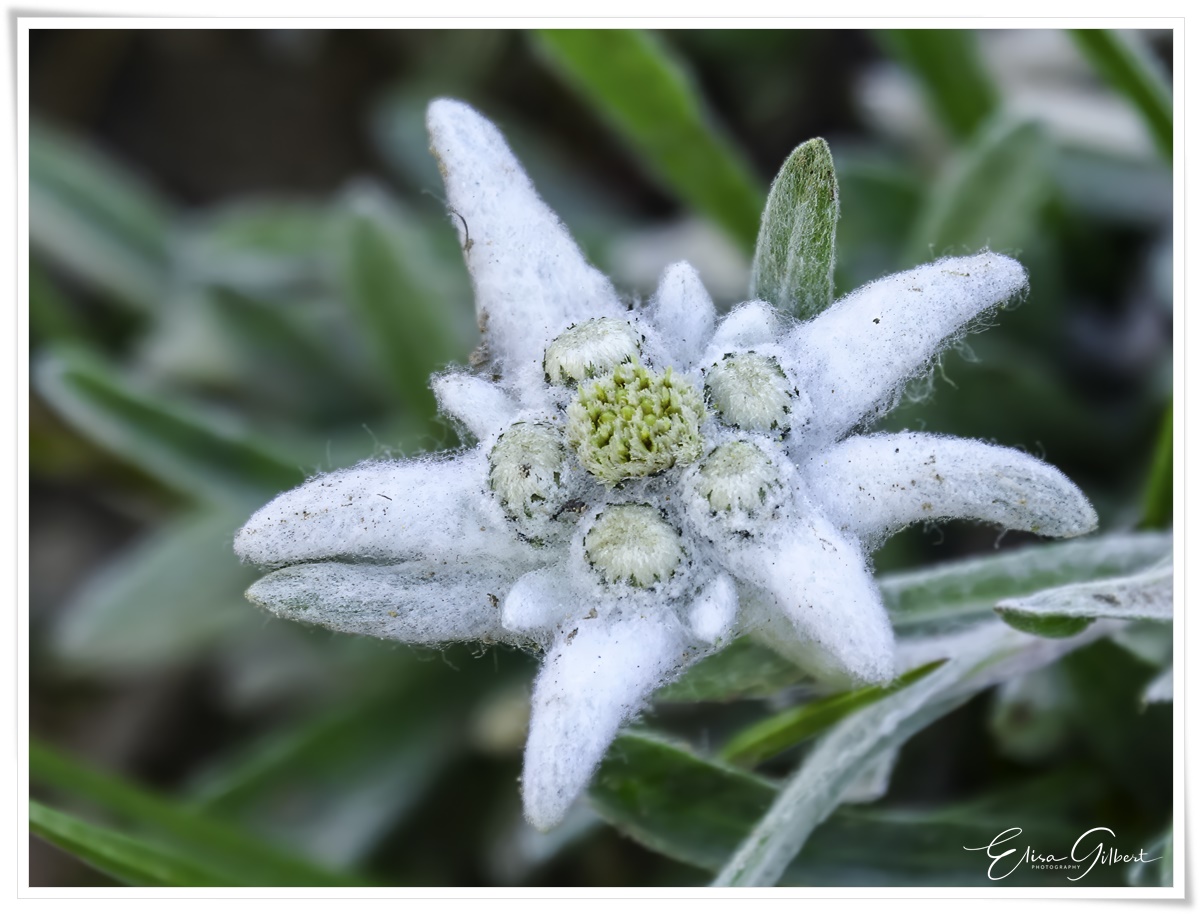 A la rencontre de l'Edelweiss