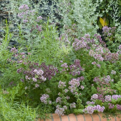 Fleurs cultivées : Marjolaine