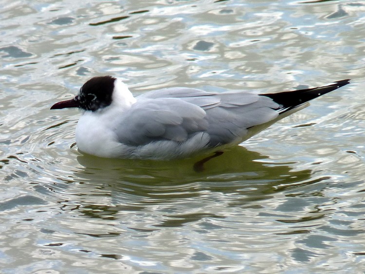 Mouette rieuse nuptiale