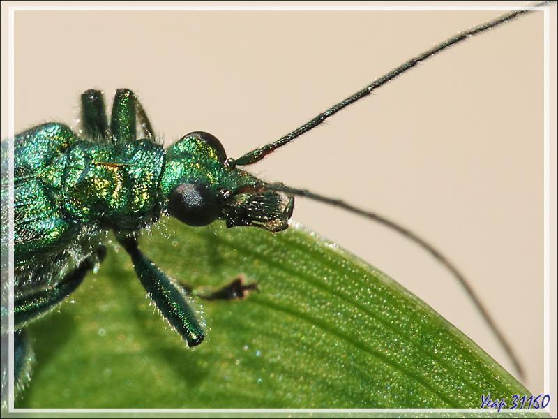 Oedémère noble mâle (oedemera nobilis) que je surnomme "Jojo grosses cuisses" - Lartigau - Milhas - 31