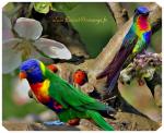 fonds ecran animaux 2017
