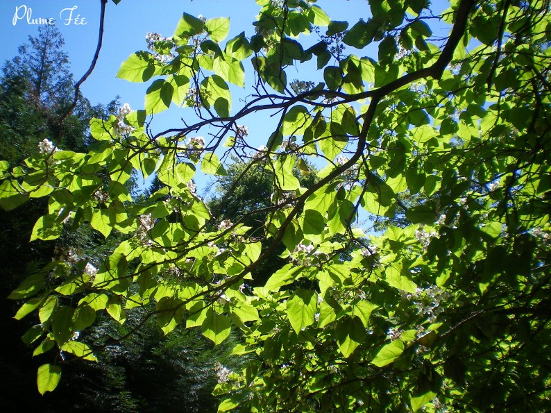 Image010.jpg