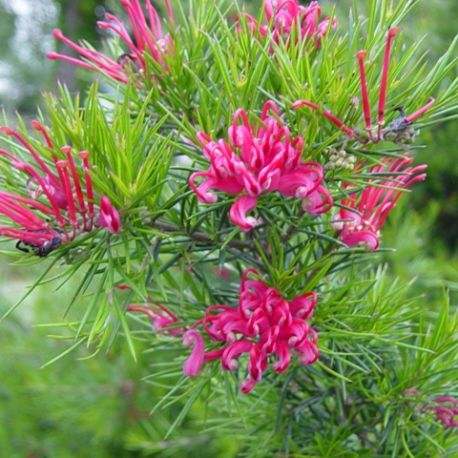 Fleurs cultivées : Grévilléa