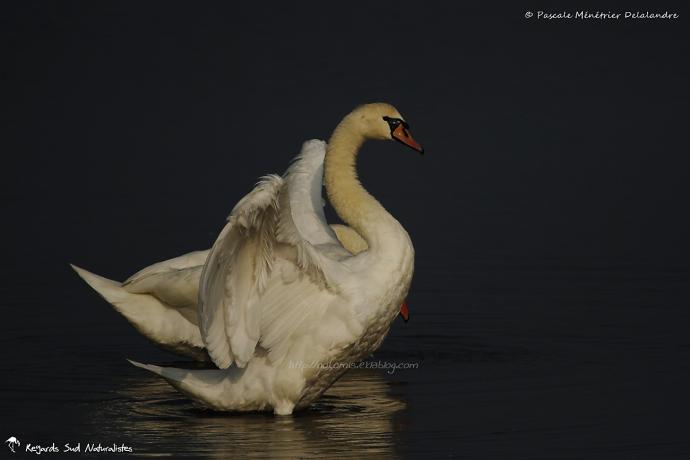 Cygne tuberculé