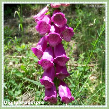 Digitale pourpre-Digitalis purpurea