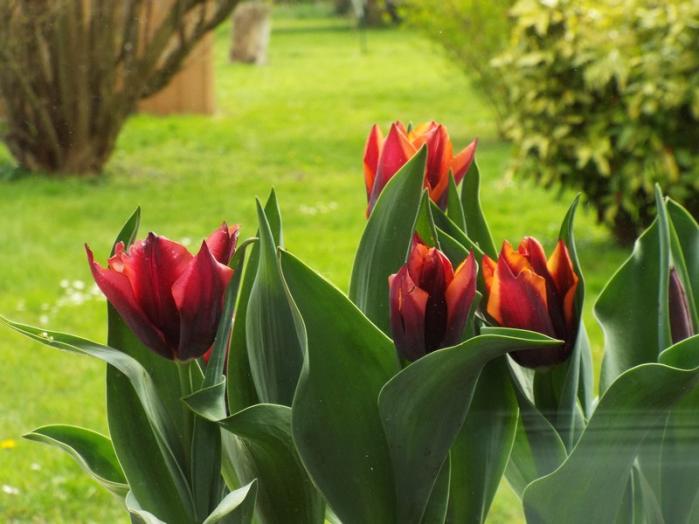 tulipe 