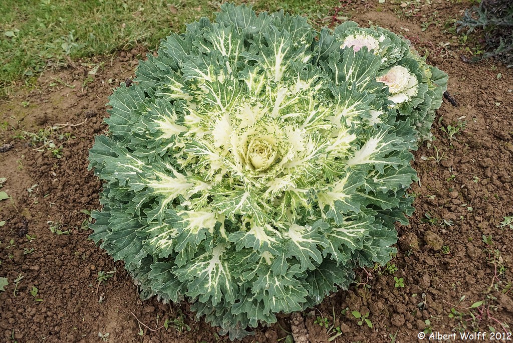 Un jardin extraordinaire (Part 2 et fin)