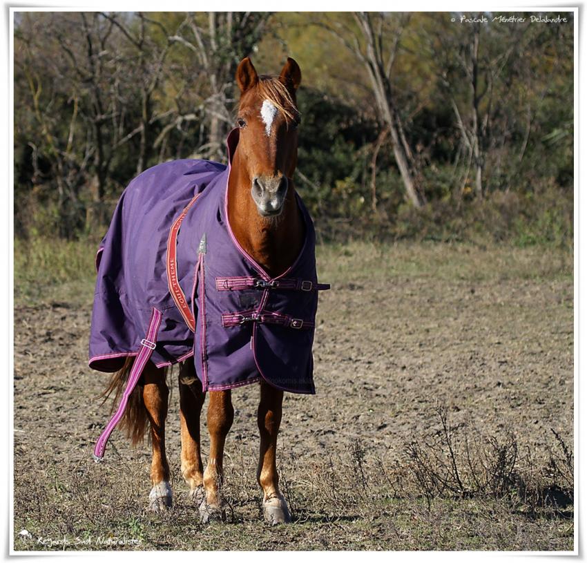 Chevaux de selle Français