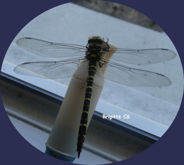 libellule12