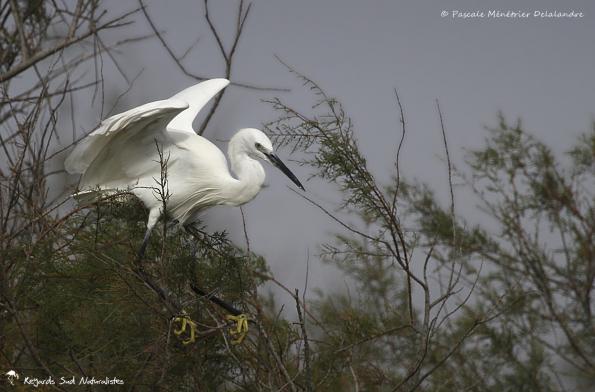 Aigrette garzette - Même pour un oiseau, l'équilibre n'est pas toujours une mince affaire !