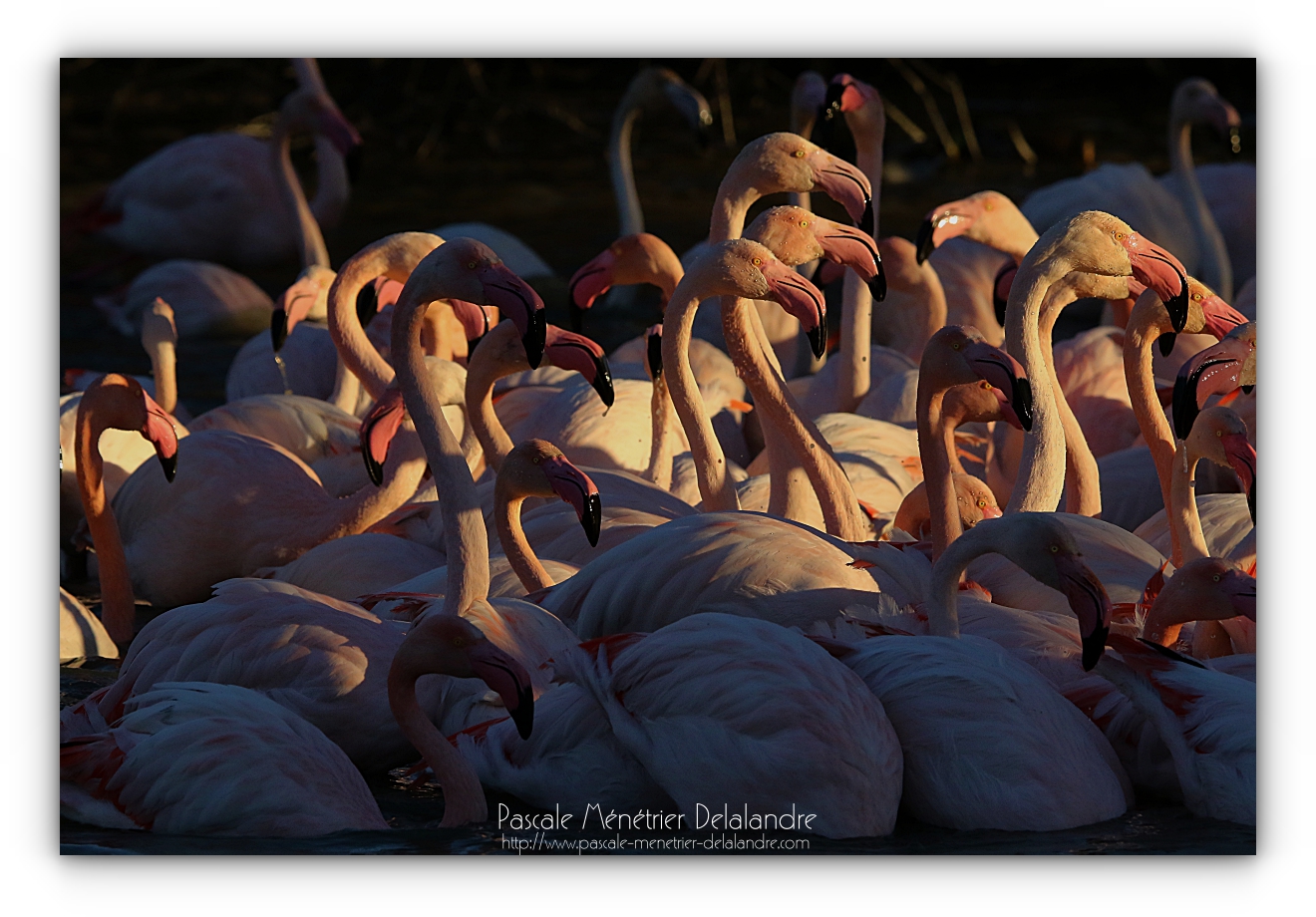 Flamants roses