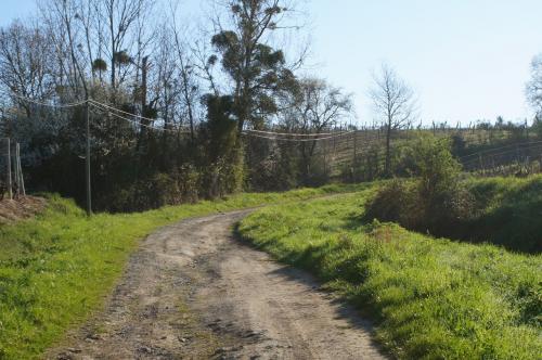 Saint Aubin de Luigné: variante Chaume