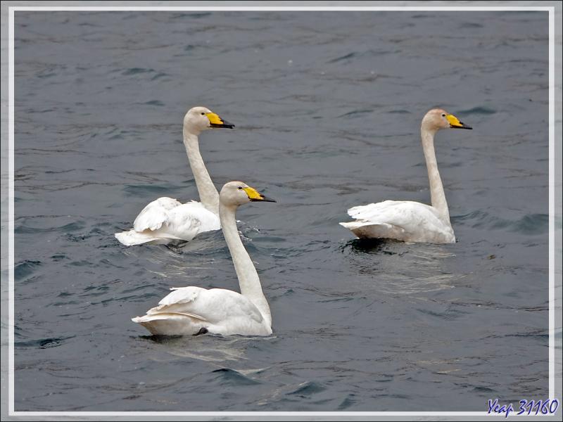 08/06/2023 : la découverte du fjord Hvalfjordur se poursuit sous une pluie battante, paysage quasi inexistant car nous baignons dans la brume - Islande