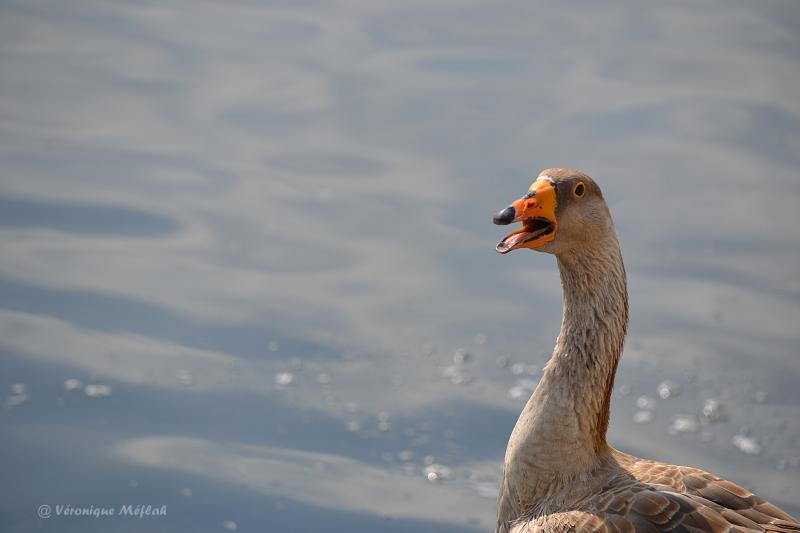 Rambouillet : les Oies