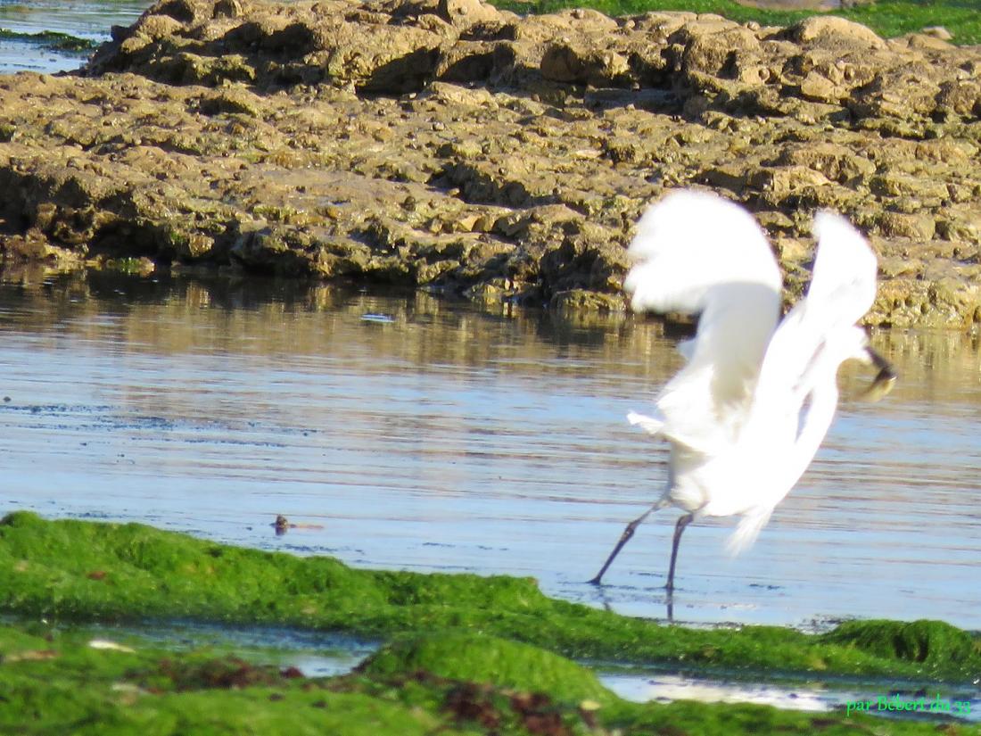 un héron blanc ... (ile de Ré)