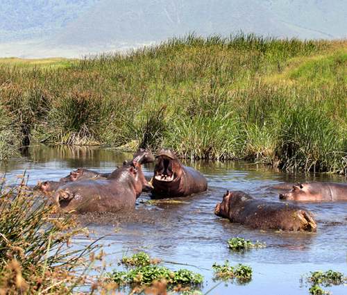 Patrimoine mondial de l'Unesco : La zone de conservation de Ngorongoro - Tanzanie -