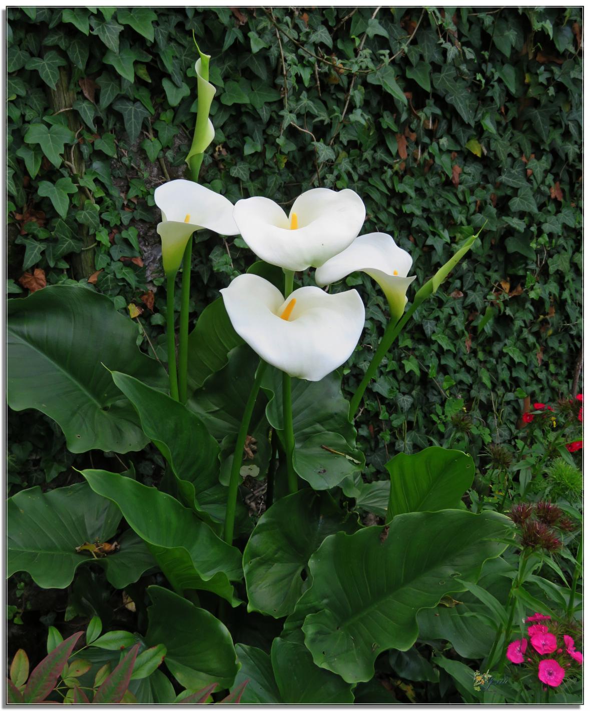 ENTRE  DEUX  AVERSES  AU  JARDIN 