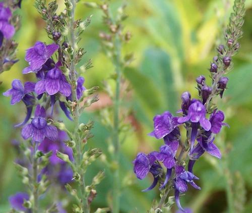 Fleurs cultivées : Linaires