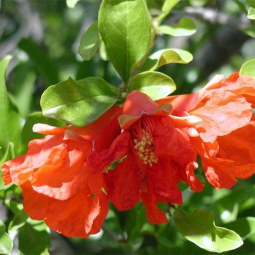 Arbre fruitier  Grenadier