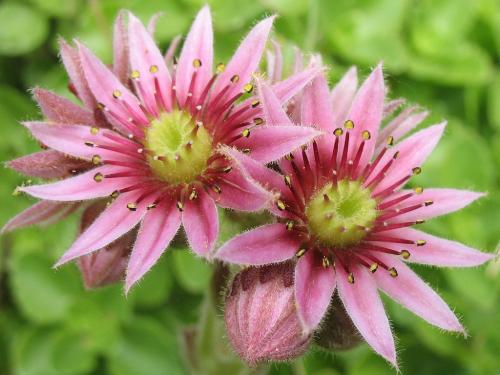 Fleurs cultivées : Joubarbe